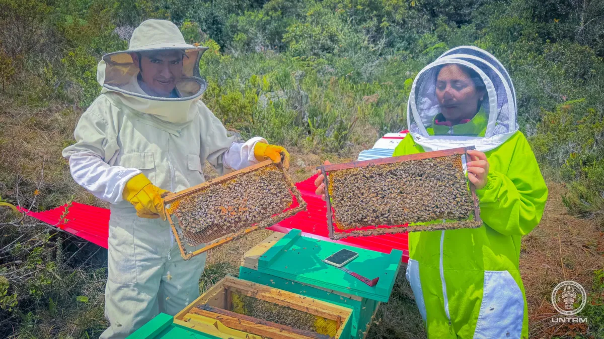 UNTRM, INIA y empresa Ocolbee impulsan investigación apícola con implementación de 50 colmenas en Molinopampa