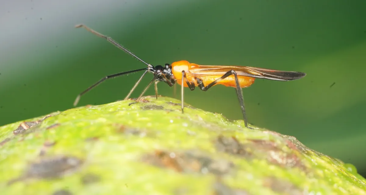 Investigadores de UNTRM detectan nueva plaga afecta a cultivos palto en Amazonas