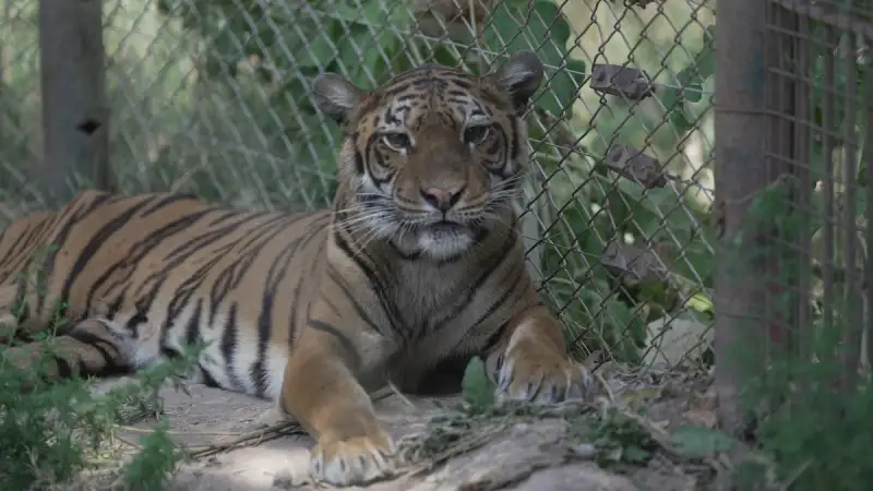 Adiós a Flora. La tigresa rescatada del ex zoo de Luján, murió en un santuario de Países Bajos