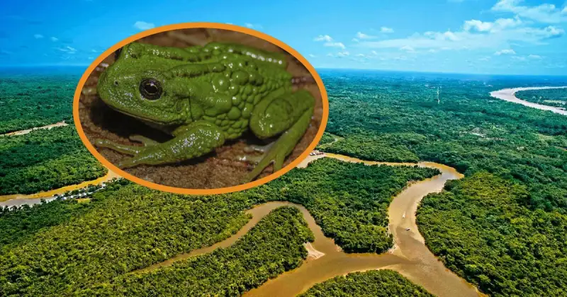 Descubren extraña “rana marsupial” en Perú: el detalle único que la diferencia de todas las demás especies