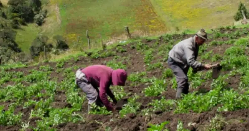 El campo colombiano bate récord en producción de leche, pero enfrenta una nueva amenaza internacional, este es el panorama