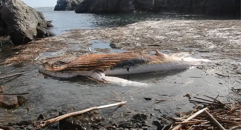 Arequipa: alertan riesgos en la salud por contacto con ballena muerta en playa de Camaná