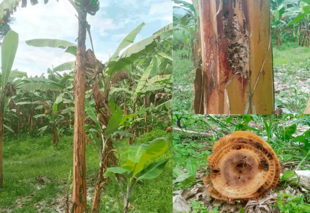 Amazonas: Descubren un hongo nativo que podría revolucionar el control biológico del picudo del plátano
