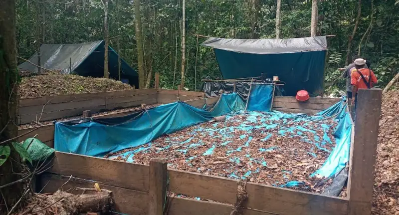 Redes criminales ya afectan al 67 % de los municipios y al 32 % de los territorios indígenas en la Amazonía | ESTUDIO