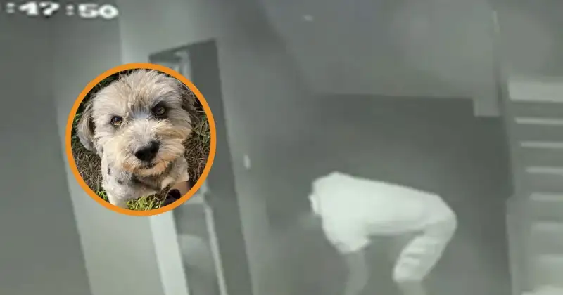 Maltrato animal en Piura: suboficial de la PNP es acusado de matar a tiros a un perro por orinar en su puerta