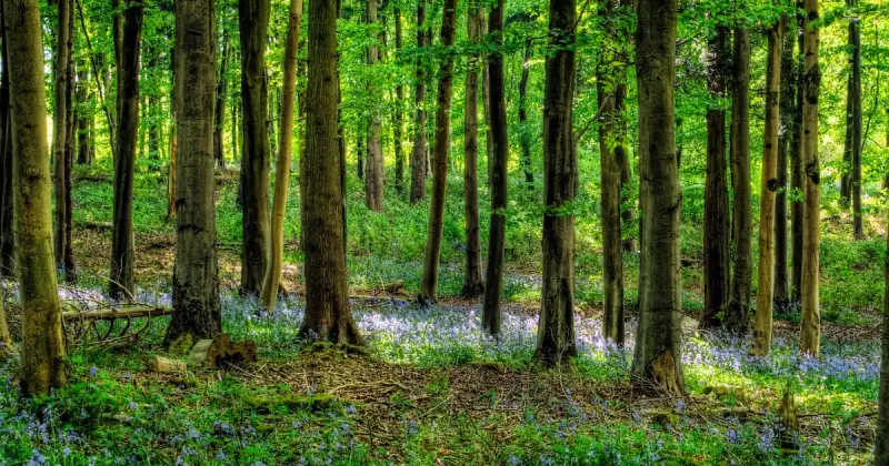 A cuatro meses de su extraña muerte, el crimen de un adolescente peruano en un bosque en Inglaterra sigue sin resolverse