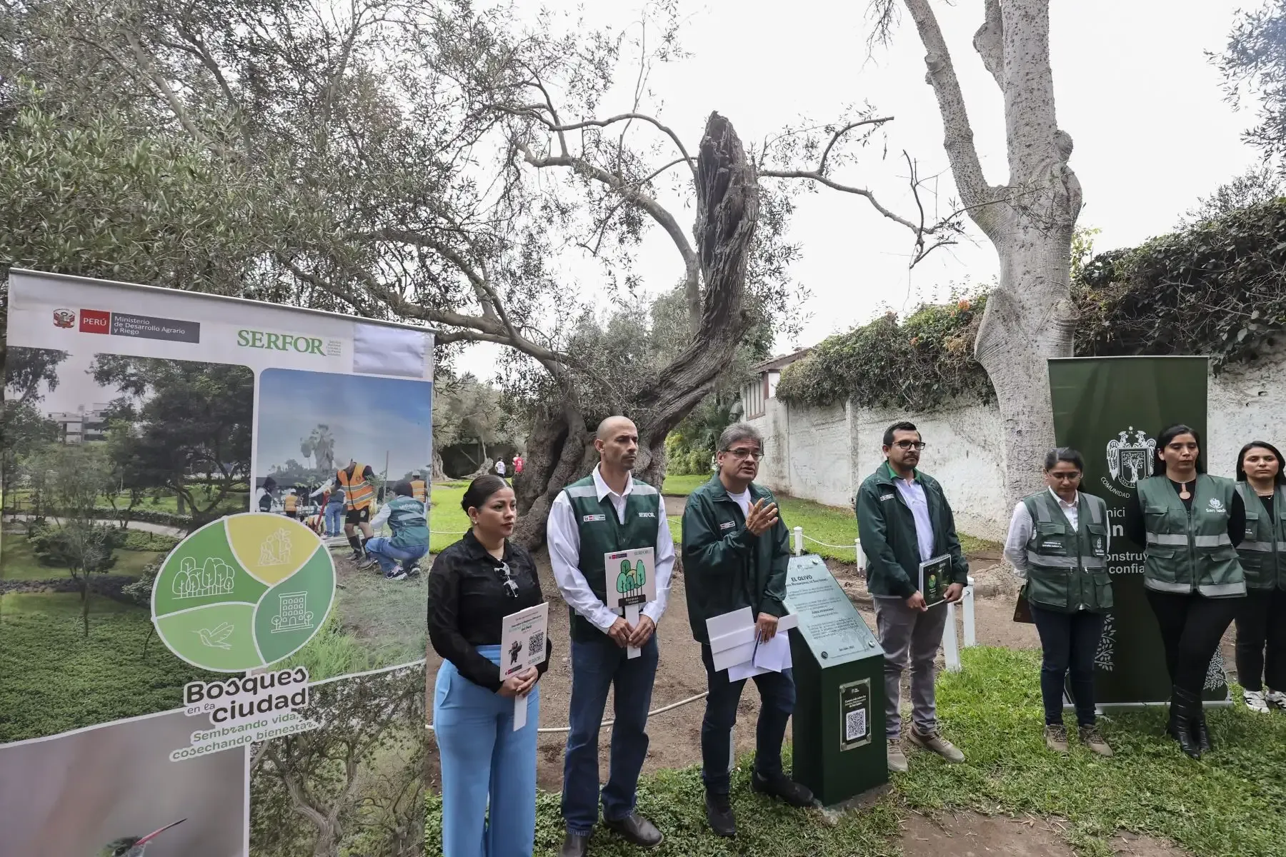 San Isidro pone en valor árboles patrimoniales con hasta 388 años de historia