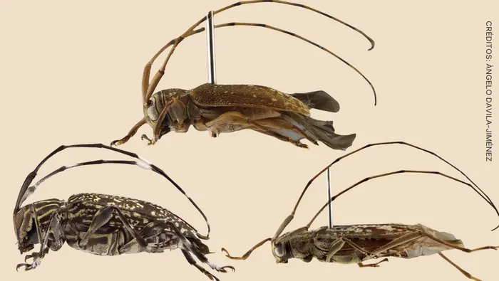 Investigadores descubren un nuevo género y nueve especies desconocidas para la ciencia en la Reserva de Biosfera del Manu