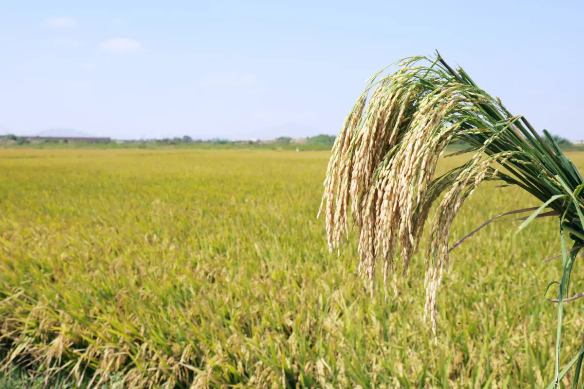 Cinco departamentos aportaron el 89,8% de la producción de arroz cáscara en mayo de 2026