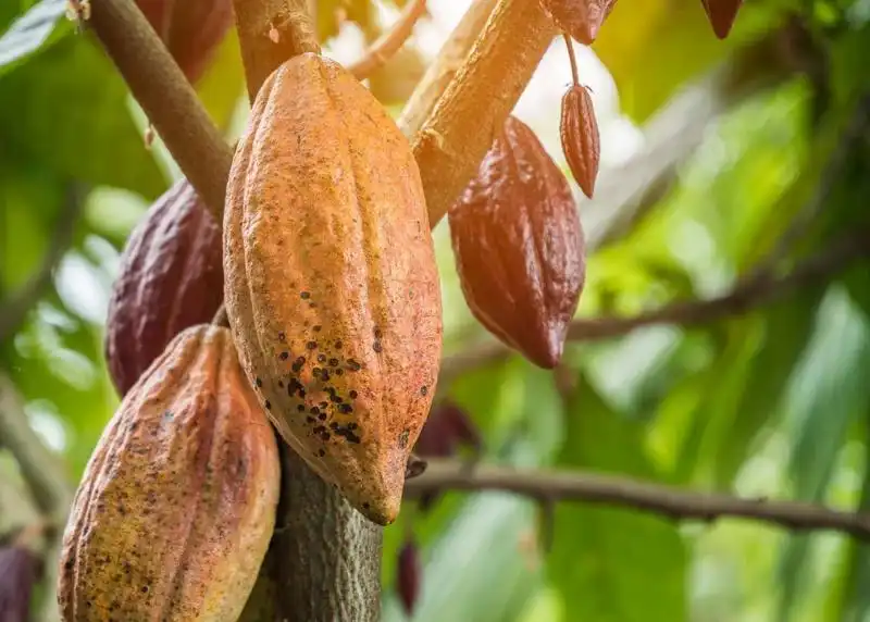 UNTRM obtiene financiamiento de FONDOEMPLEO para fortalecer la competitividad del cacao fino de aroma en Amazonas
