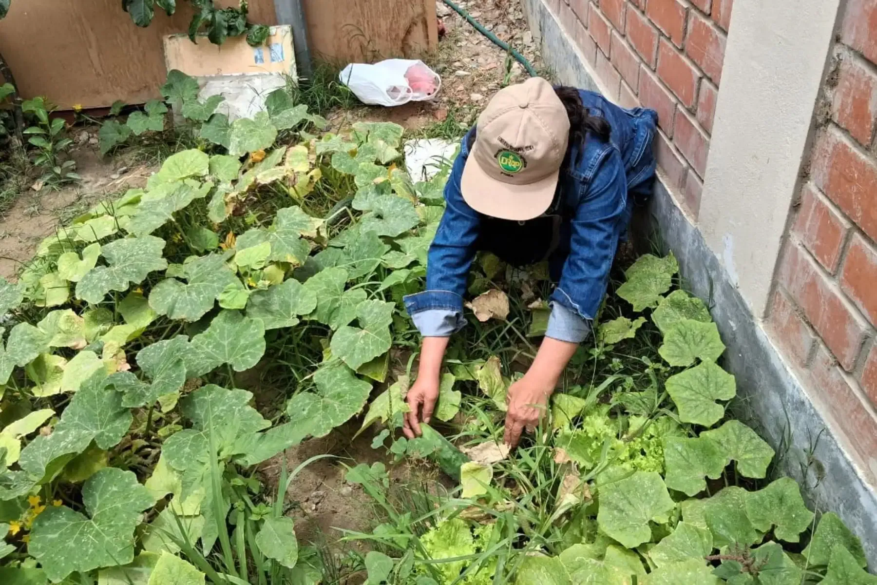 Piura: huertos escolares contribuyen a seguridad alimentaria y benefician a 300 familias