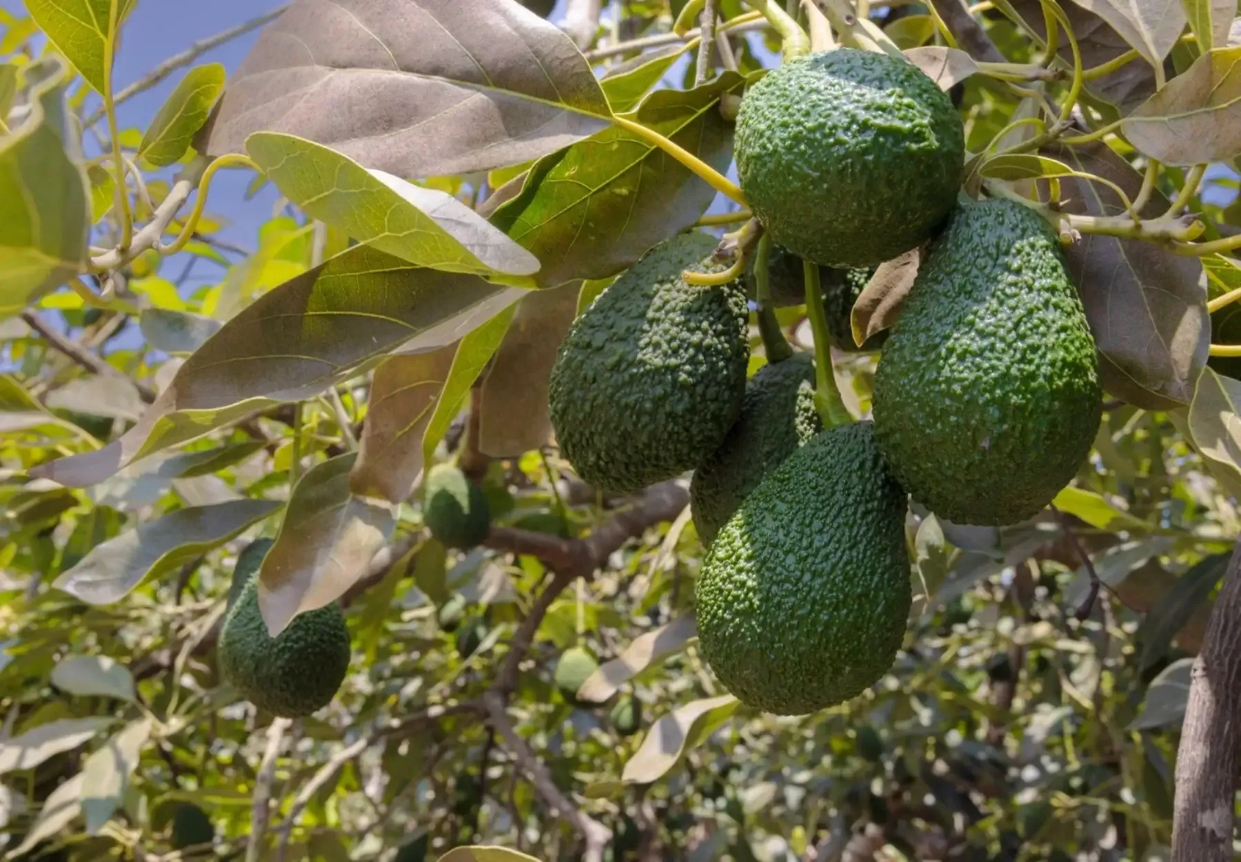 Midagri impulsa consumo nacional de palta Hass producida por pequeños agricultores