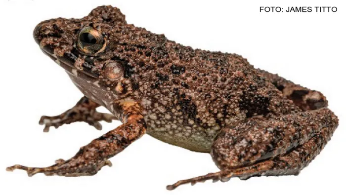 Nueva especie de rana es descubierta en la zona de amortiguamiento del Parque Nacional Cordillera Azul