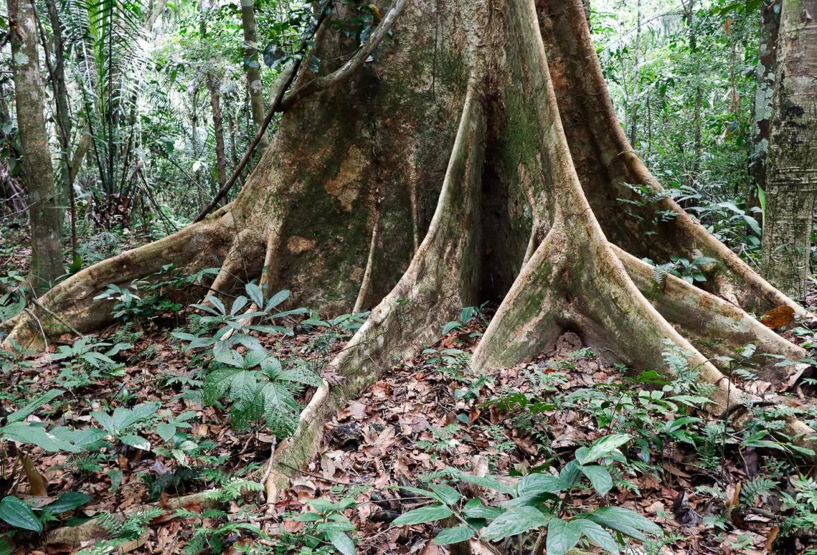 UNTRM y la North Carolina State University identifican áreas clave para la conservación futura de la lupuna frente al cambio climático