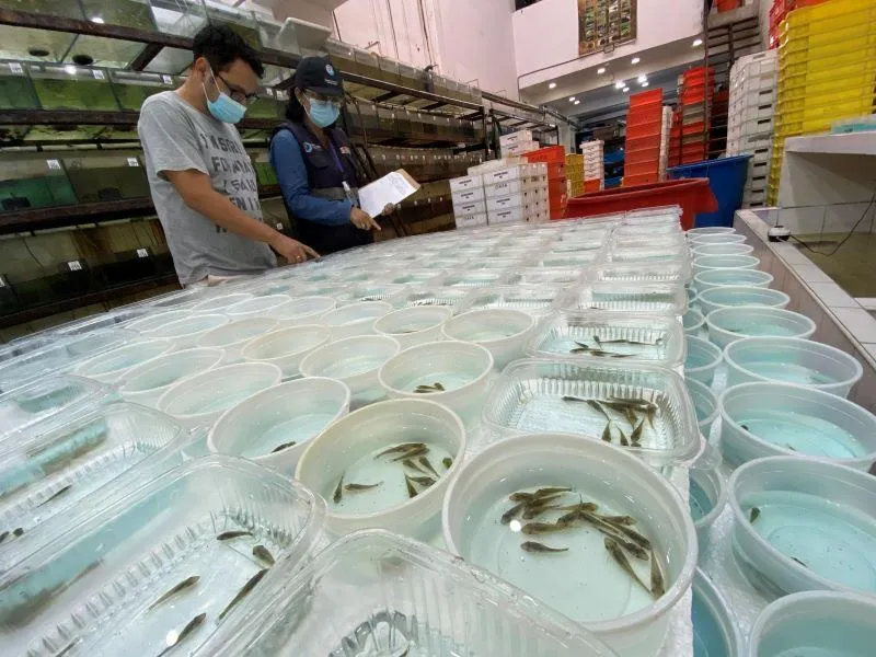 Peces ornamentales de la Amazonía ingresan a mercados internacionales con respaldo sanitario de PRODUCE