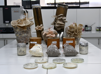 Hongos amazónicos de Huánuco: la apuesta científica por alimentos nutritivos y rentables