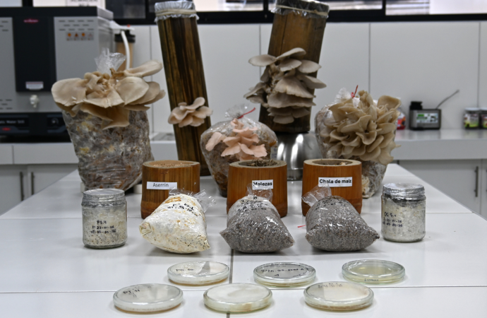 Hongos amazónicos de Huánuco: la apuesta científica por alimentos nutritivos y rentables