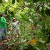 Devida lanza campañas fitosanitarias en Amazonas para fortalecer cultivos de cacao y apoyar a familias en desarrollo alternativo