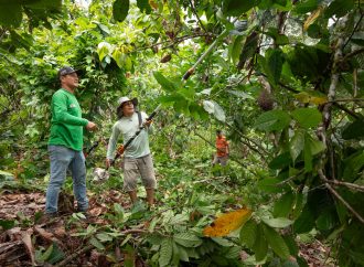 Devida lanza campañas fitosanitarias en Amazonas para fortalecer cultivos de cacao y apoyar a familias en desarrollo alternativo