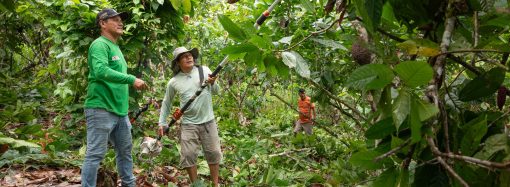 Devida lanza campañas fitosanitarias en Amazonas para fortalecer cultivos de cacao y apoyar a familias en desarrollo alternativo