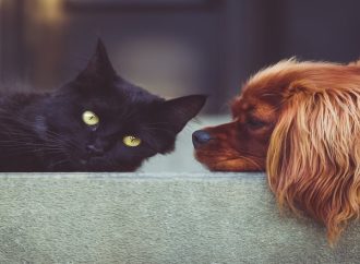 Esterilización de mascotas en Perú: 7 mitos y verdades fundamentales