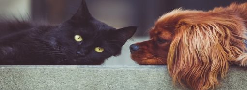 Esterilización de mascotas en Perú: 7 mitos y verdades fundamentales