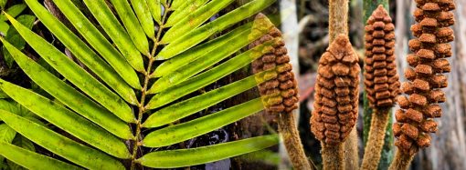 Científicos descubren en Perú una nueva especie de planta de la era de los dinosaurios: vive en ambientes inundables del Amazonas