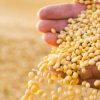 Argentina resiste la caída global de la soja con precios estables y cautela productiva
