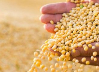 Argentina resiste la caída global de la soja con precios estables y cautela productiva