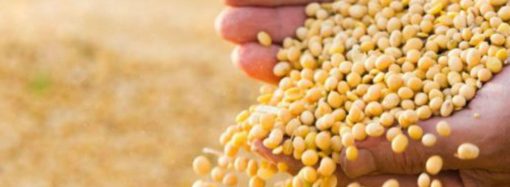 Argentina resiste la caída global de la soja con precios estables y cautela productiva