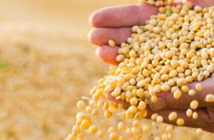 Argentina resiste la caída global de la soja con precios estables y cautela productiva