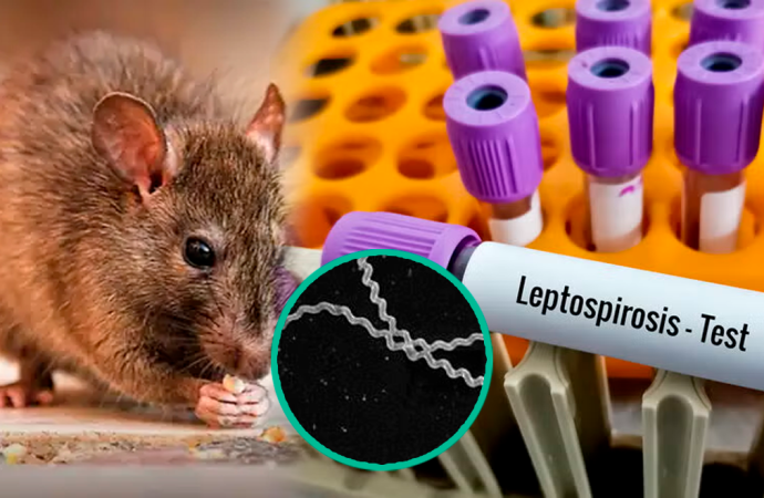 Minsa emite alerta epidemiológica en Perú ante incremento de casos de leptospirosis