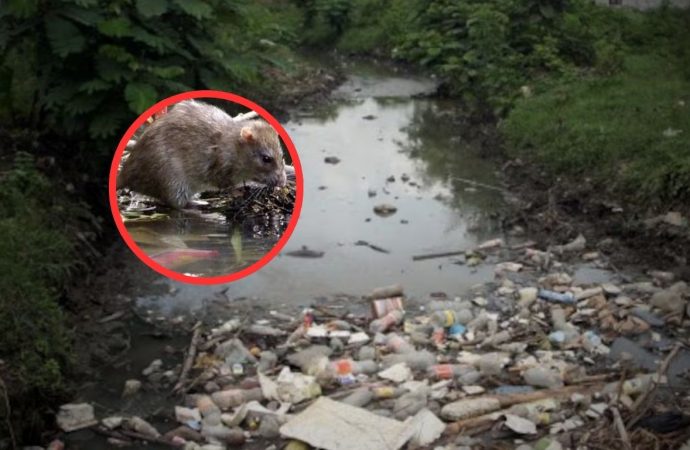Perú en alerta sanitaria: Minsa reporta tres fallecidos por leptospirosis en el norte del país