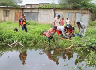 Minsa confirma más de mil casos de leptospirosis e investiga dos posibles muertes adicionales