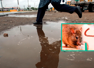 Alerta sanitaria en Perú: Lima se suma a regiones afectadas por brote de leptospirosis