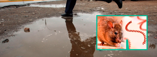 Alerta sanitaria en Perú: Lima se suma a regiones afectadas por brote de leptospirosis