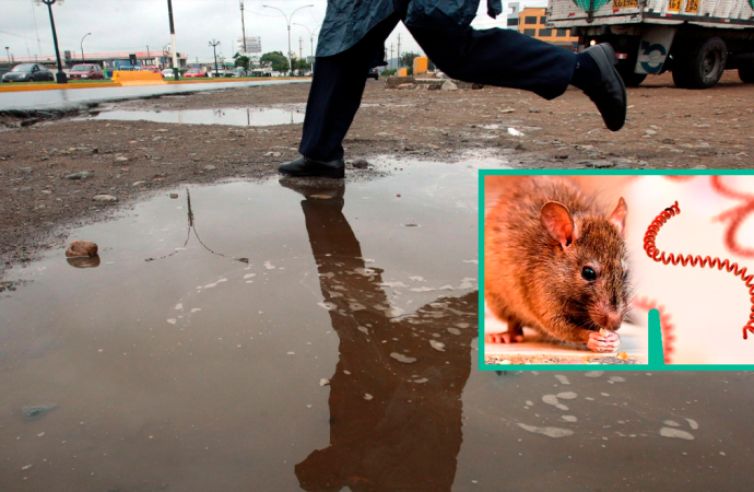 Alerta sanitaria en Perú: Lima se suma a regiones afectadas por brote de leptospirosis