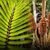 Científicos descubren en Perú una nueva especie de planta de la era de los dinosaurios: vive en ambientes inundables del Amazonas