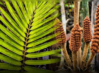 Científicos descubren en Perú una nueva especie de planta de la era de los dinosaurios: vive en ambientes inundables del Amazonas