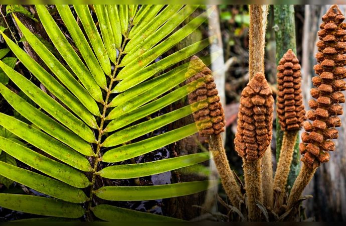 Científicos descubren en Perú una nueva especie de planta de la era de los dinosaurios: vive en ambientes inundables del Amazonas